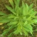 飞蓬草