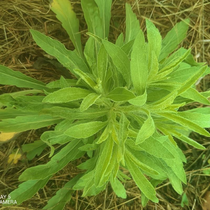 飞蓬草