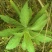 飞蓬草