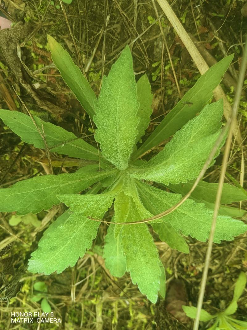 飞蓬草
