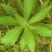 飞蓬草