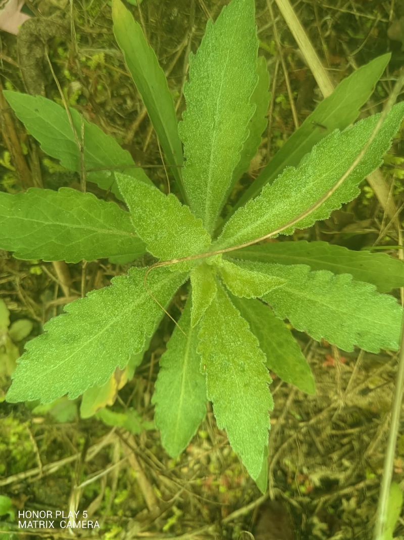 飞蓬草