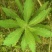 飞蓬草