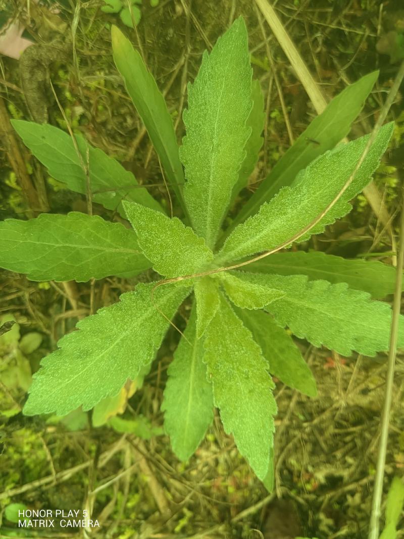 飞蓬草