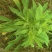 飞蓬草