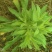 飞蓬草