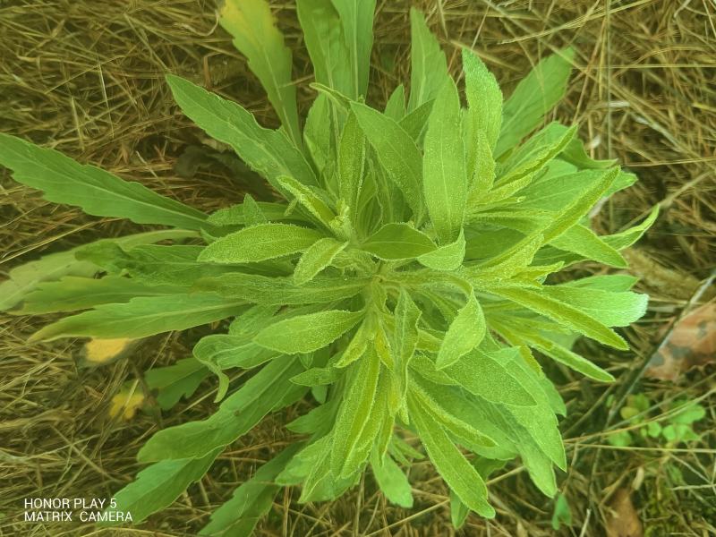 飞蓬草