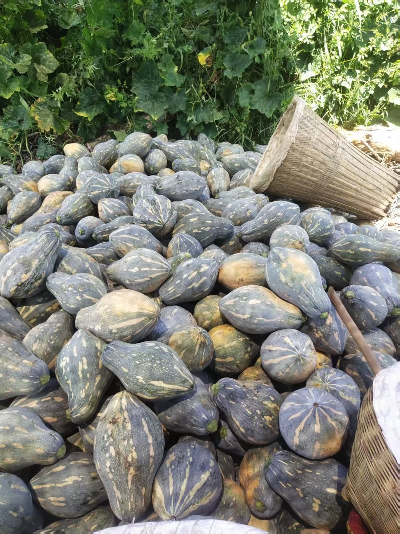 湖北香芋南瓜大量上市中，承接大型电商平台商场超市稳定供货