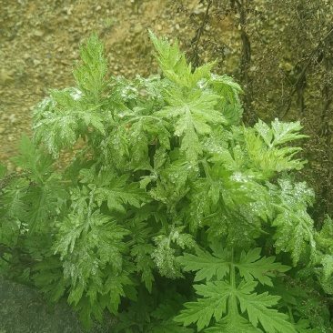 艾草