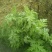艾草