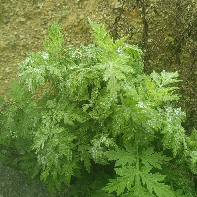 艾草