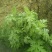 艾草