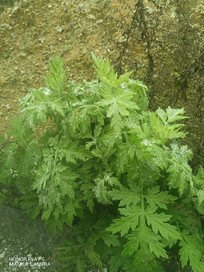 艾草