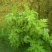 艾草