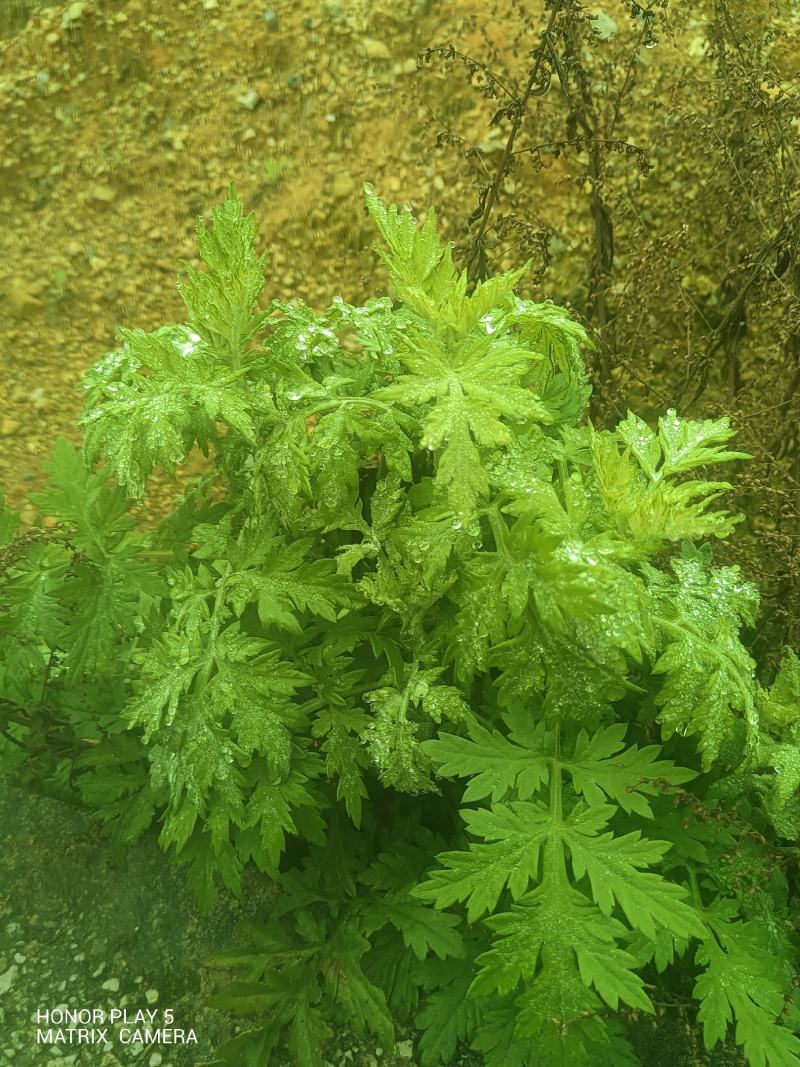 艾草