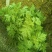 艾草