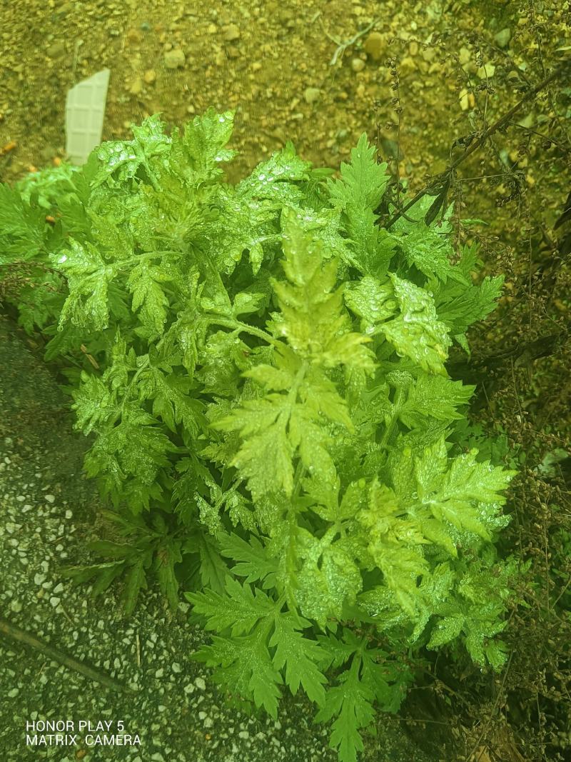 艾草