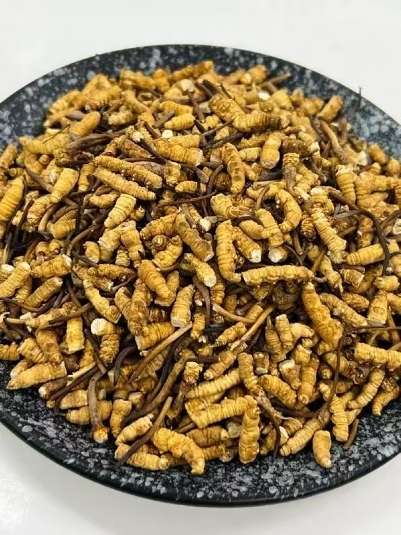 人工虫草断草