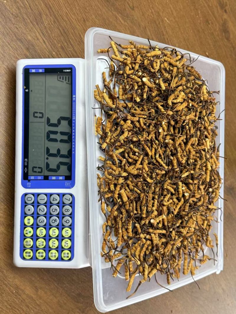 人工虫草断草