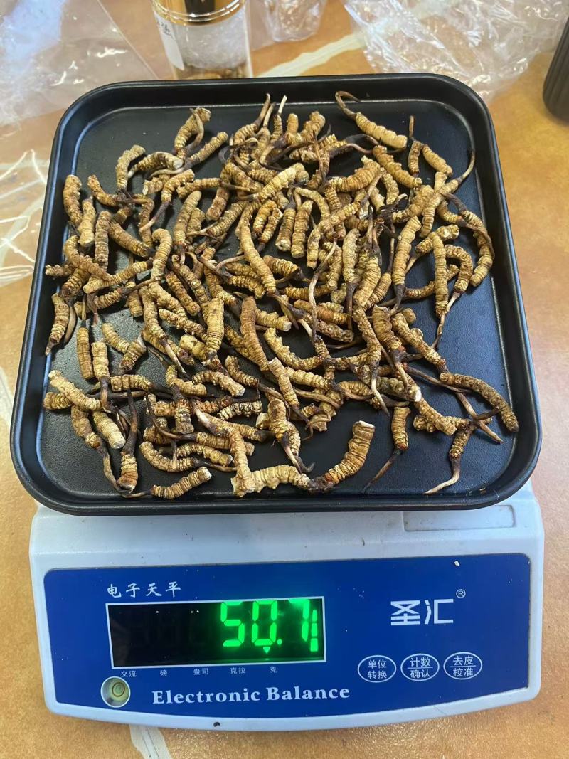 人工虫草断草