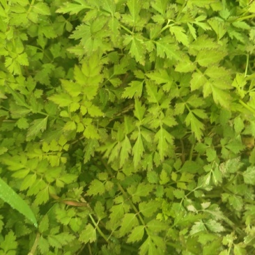 水芹