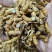 人工虫草断草