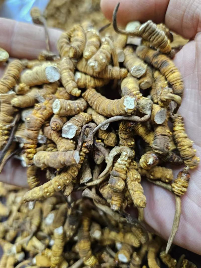 人工虫草断草