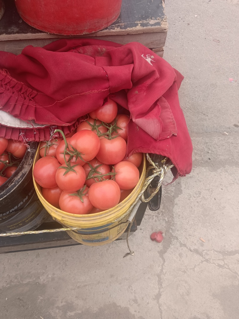 河北邯郸季节精品西红柿大量开始供应
