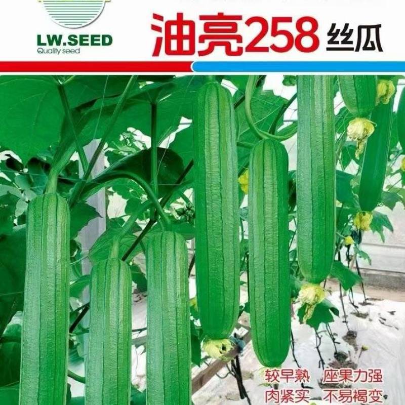 油亮丝瓜种子油亮828结果部位低瓜条油亮顺直高产