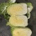 大白菜，大甩卖！精品大白菜