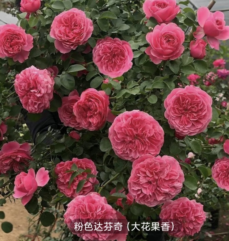 大花月季树本月季爬墙月季滕本月季