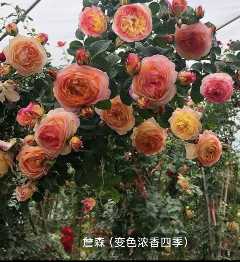 大花月季树本月季爬墙月季滕本月季