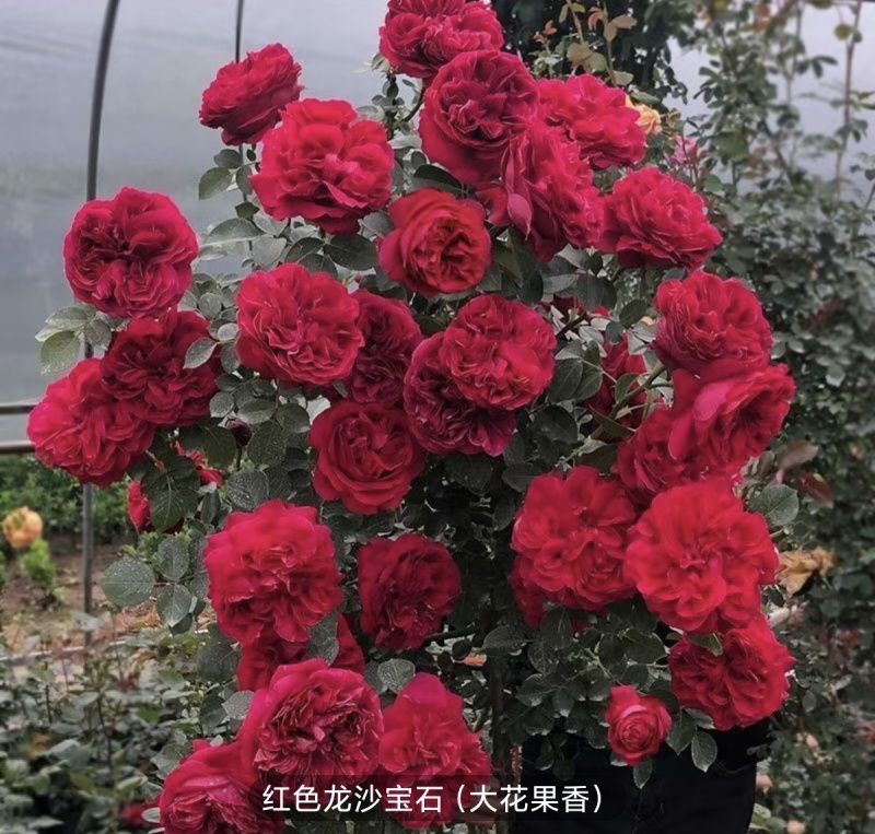 大花月季树本月季爬墙月季滕本月季