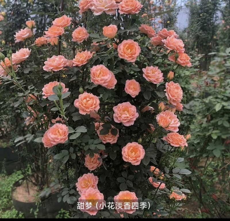 大花月季树本月季爬墙月季滕本月季