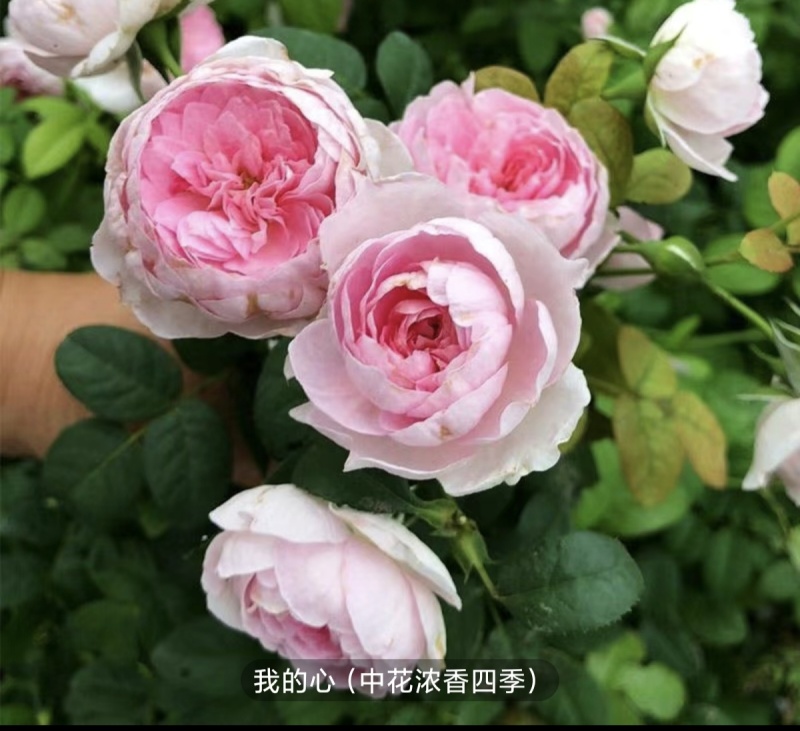 大花月季树本月季爬墙月季滕本月季