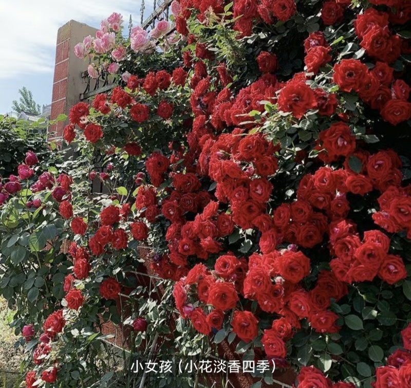 大花月季树本月季爬墙月季滕本月季