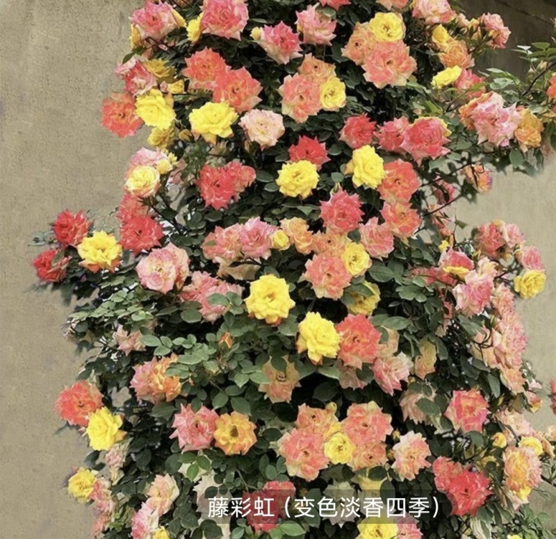 大花月季树本月季爬墙月季滕本月季