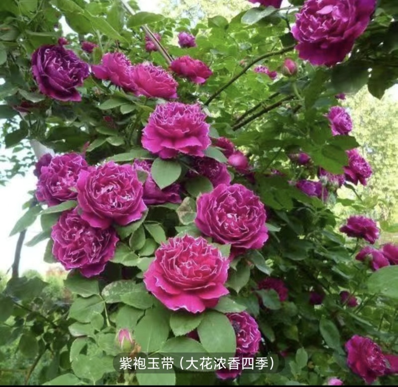 大花月季树本月季爬墙月季滕本月季