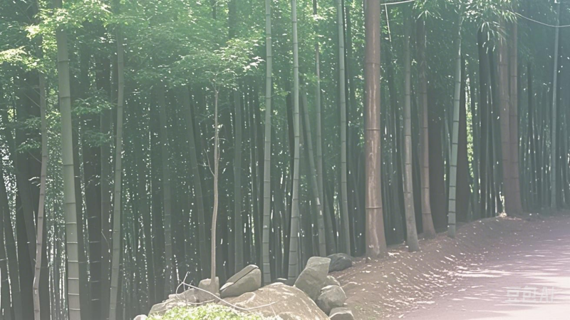 5000亩10年-15年生毛竹，欢迎预定有各种规格