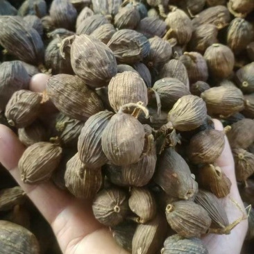 草果云南草果批发零售均可质量保证量大从优