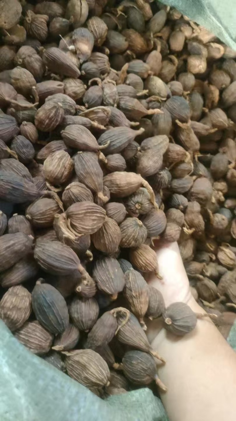 草果云南草果批发零售均可质量保证量大从优