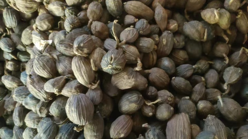 草果云南草果批发零售均可质量保证量大从优