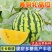 美凤西瓜种子-礼品西瓜生长稳健脆甜多糖高产丰收