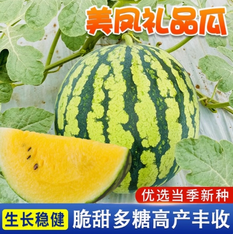 美凤西瓜种子-礼品西瓜生长稳健脆甜多糖高产丰收
