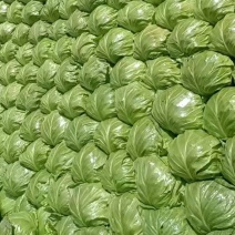 甘蓝，大棚，精品新甘蓝，大量上市产地供应质量保证。。