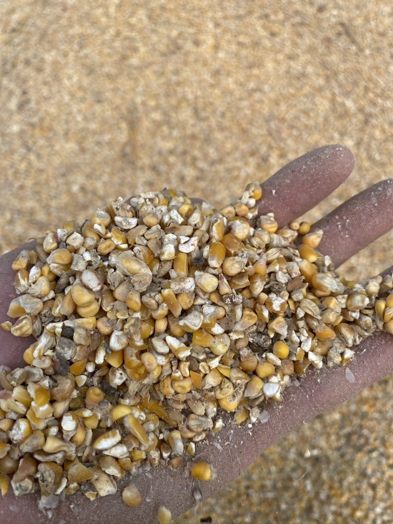 毛粮碎玉米适合鸡鸭鹅养殖户使用常年大量现货