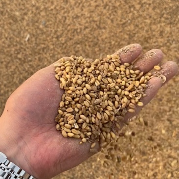 毛粮碎玉米适合鸡鸭鹅养殖户使用常年大量现货
