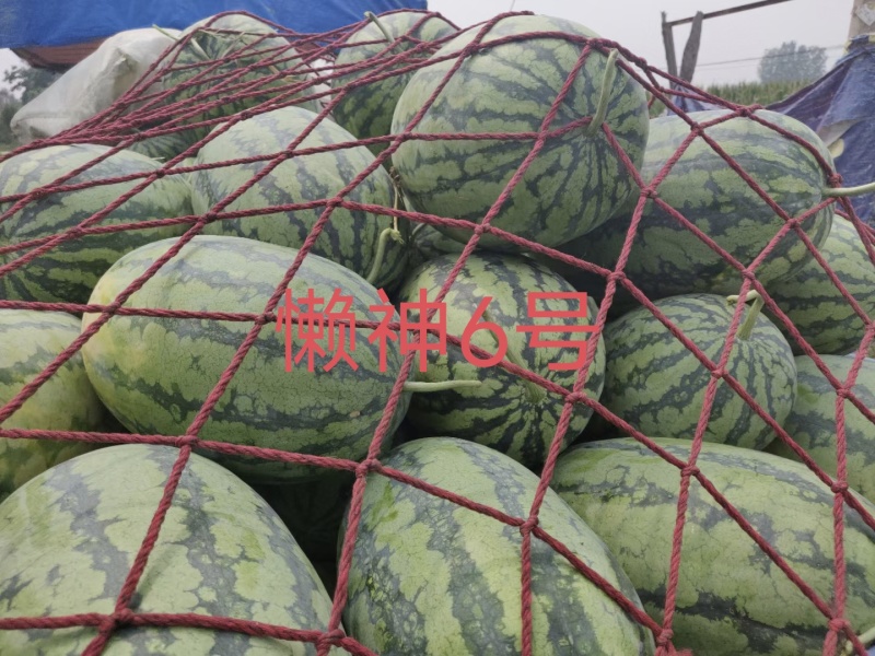 懒神6号花皮长瓜抗病强含糖高单瓜25斤左右果肉大红结果强
