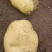 云南土豆盈江沃土5号土豆现挖现发量大从优
