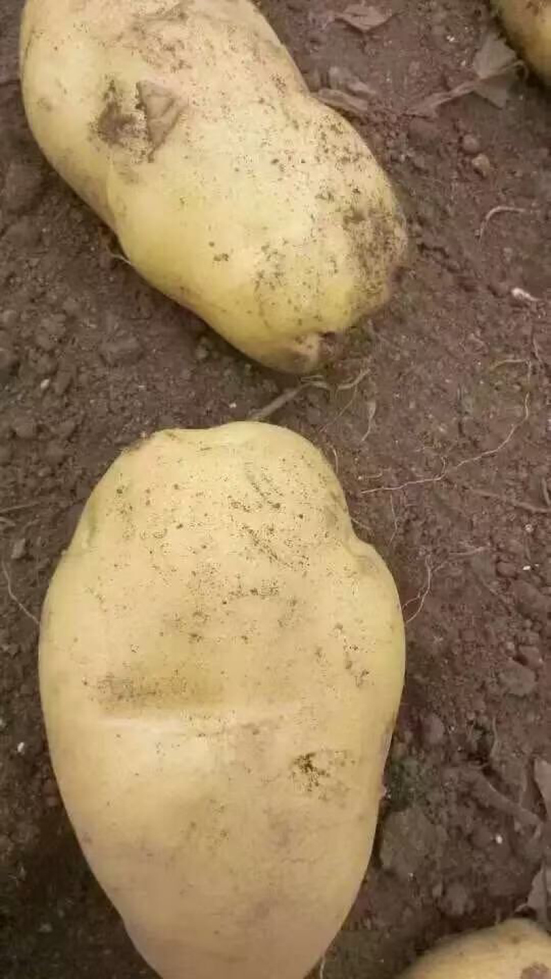 云南土豆盈江沃土5号土豆现挖现发量大从优